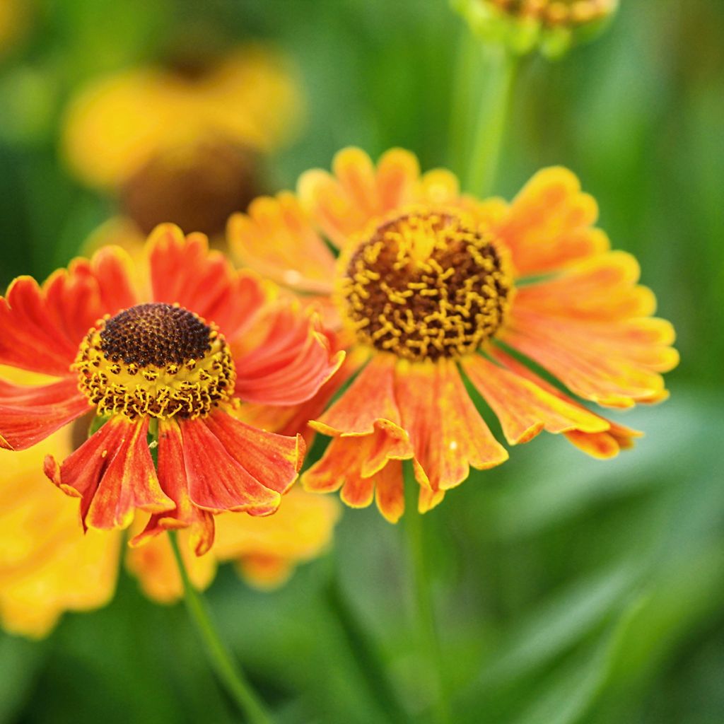 Helenium Waltraut - Zonnekruid