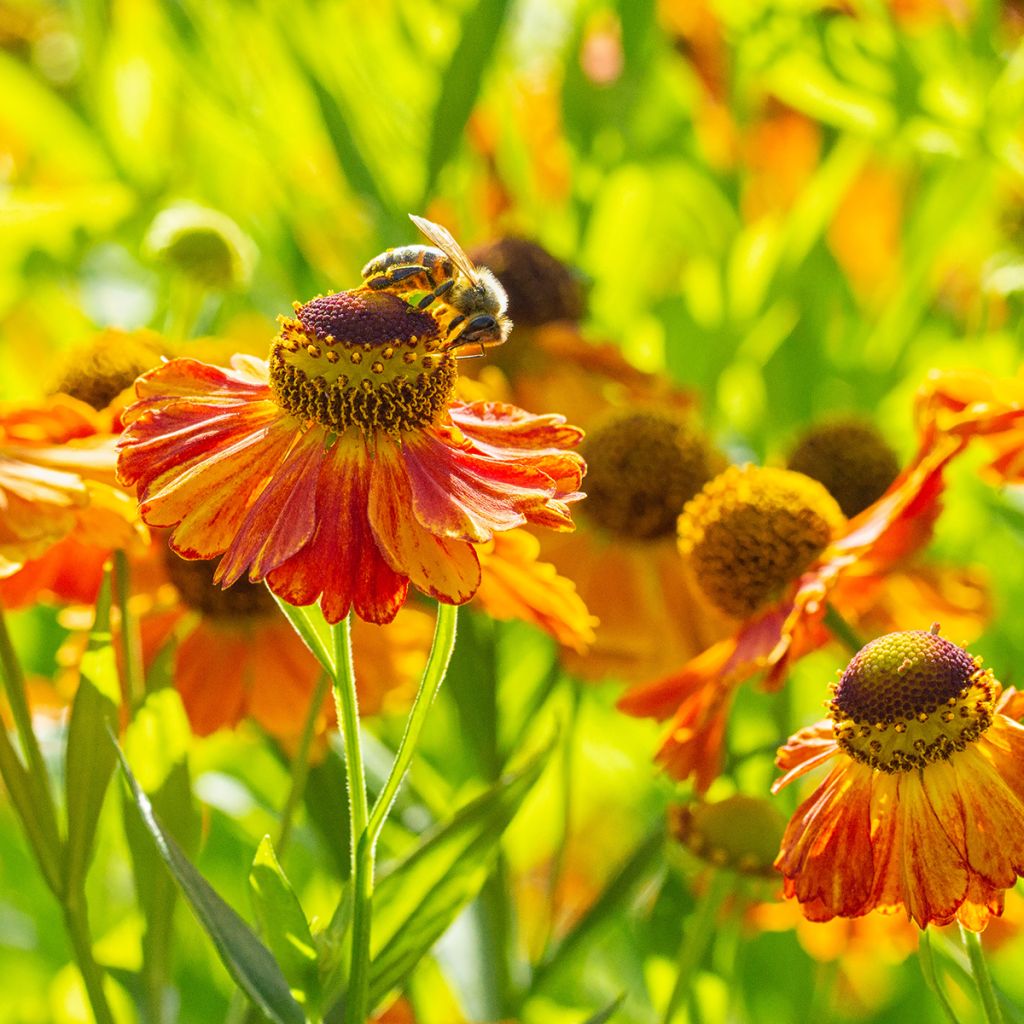 Helenium Waltraut - Zonnekruid
