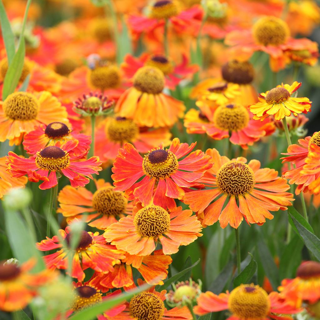 Helenium Waltraut - Zonnekruid