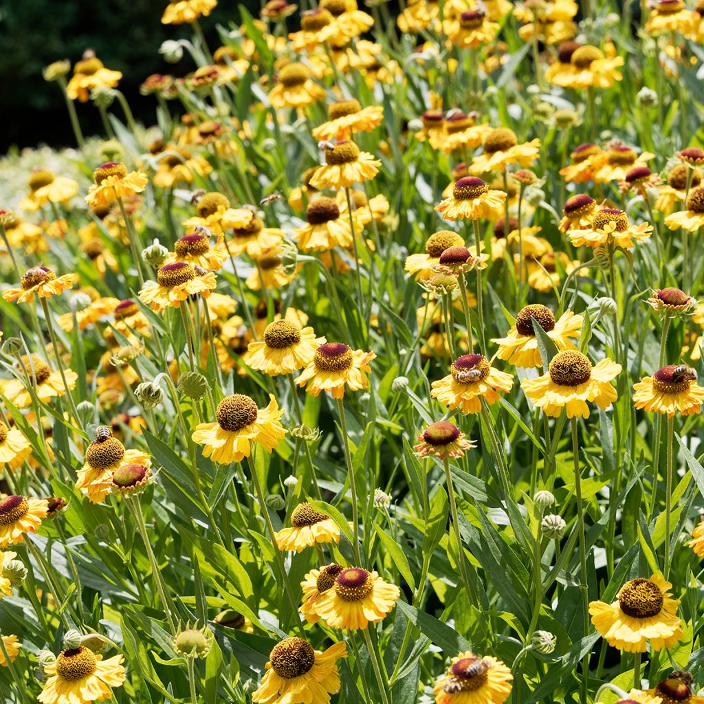 Helenium Windley - Zonnekruid