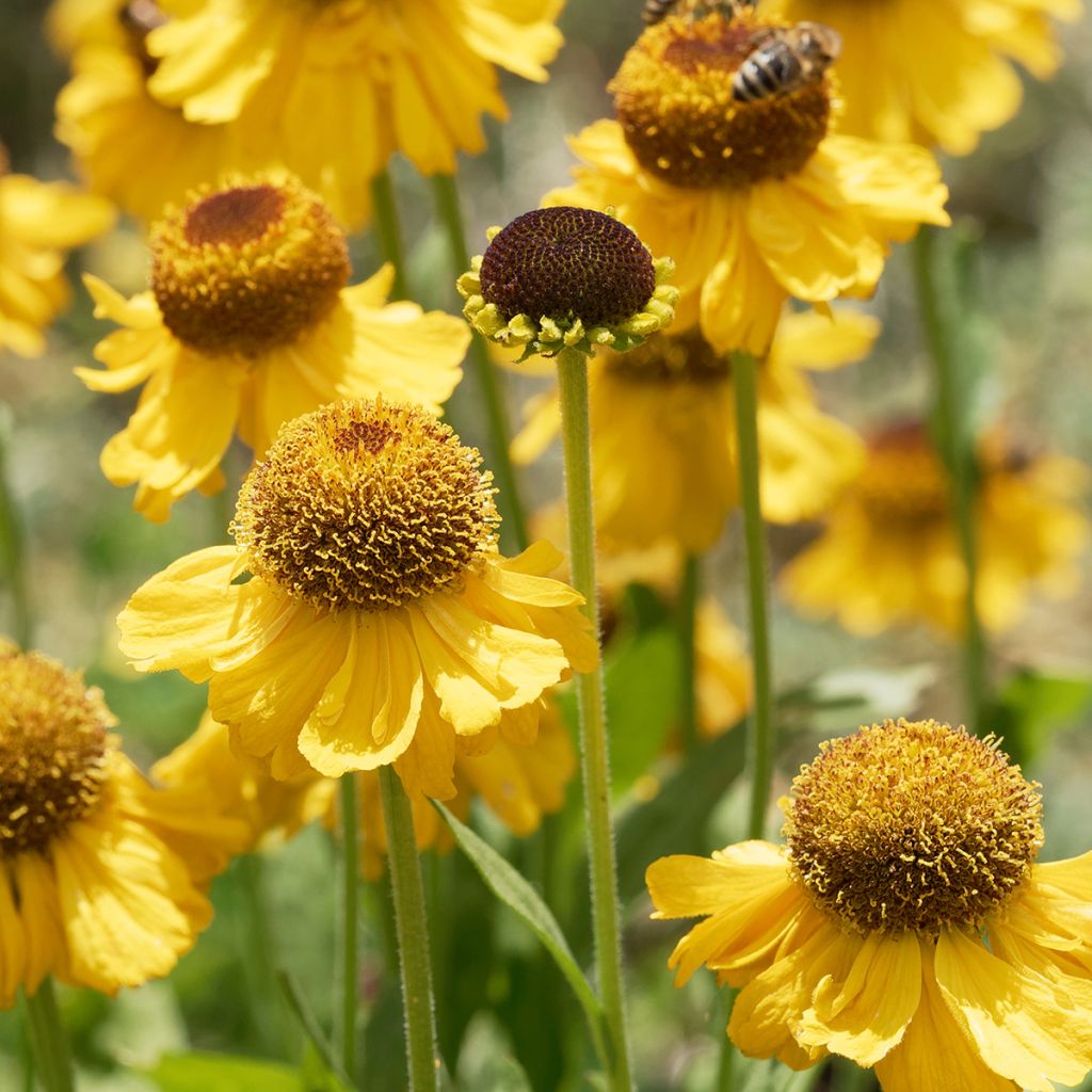Helenium Windley - Zonnekruid