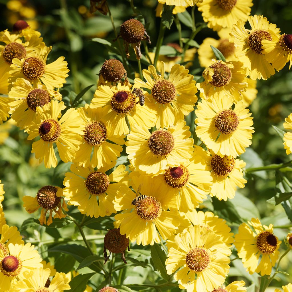 Helenium autumnale Pumilum Magnificum - Zonnekruid