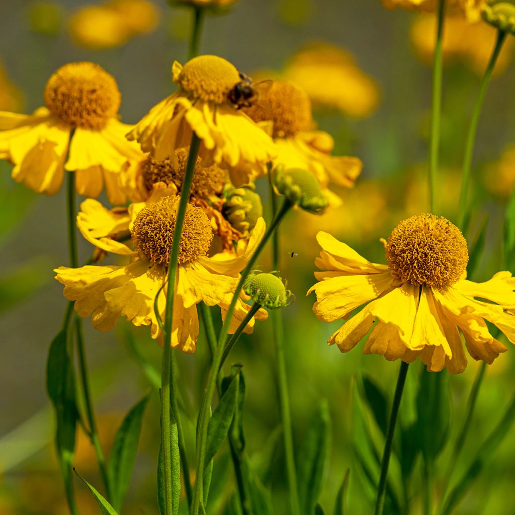 Helenium autumnale Pumilum Magnificum - Zonnekruid