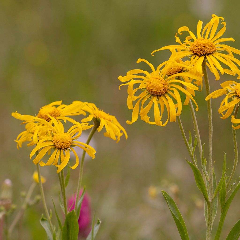 Helenium hoopesii - Zonnekruid