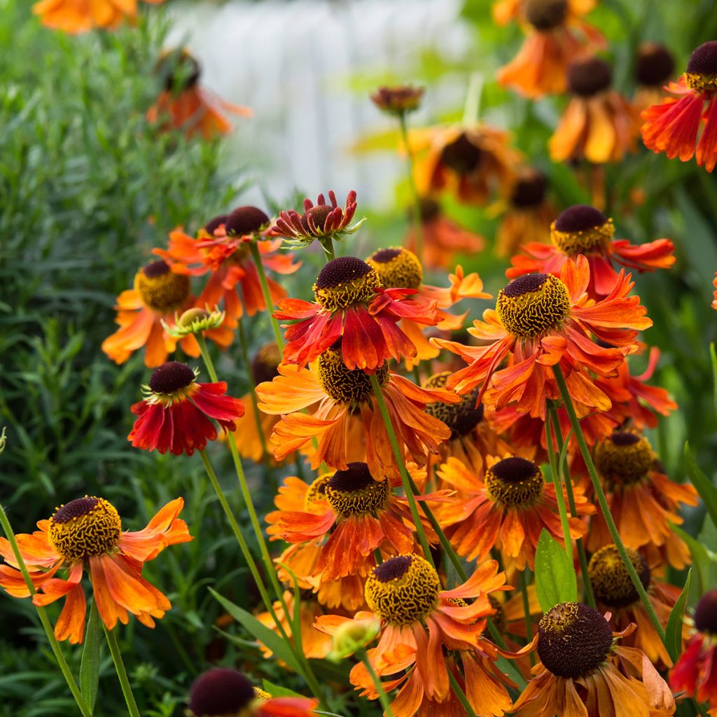 Helenium Moerheim Beauty - Zonnekruid