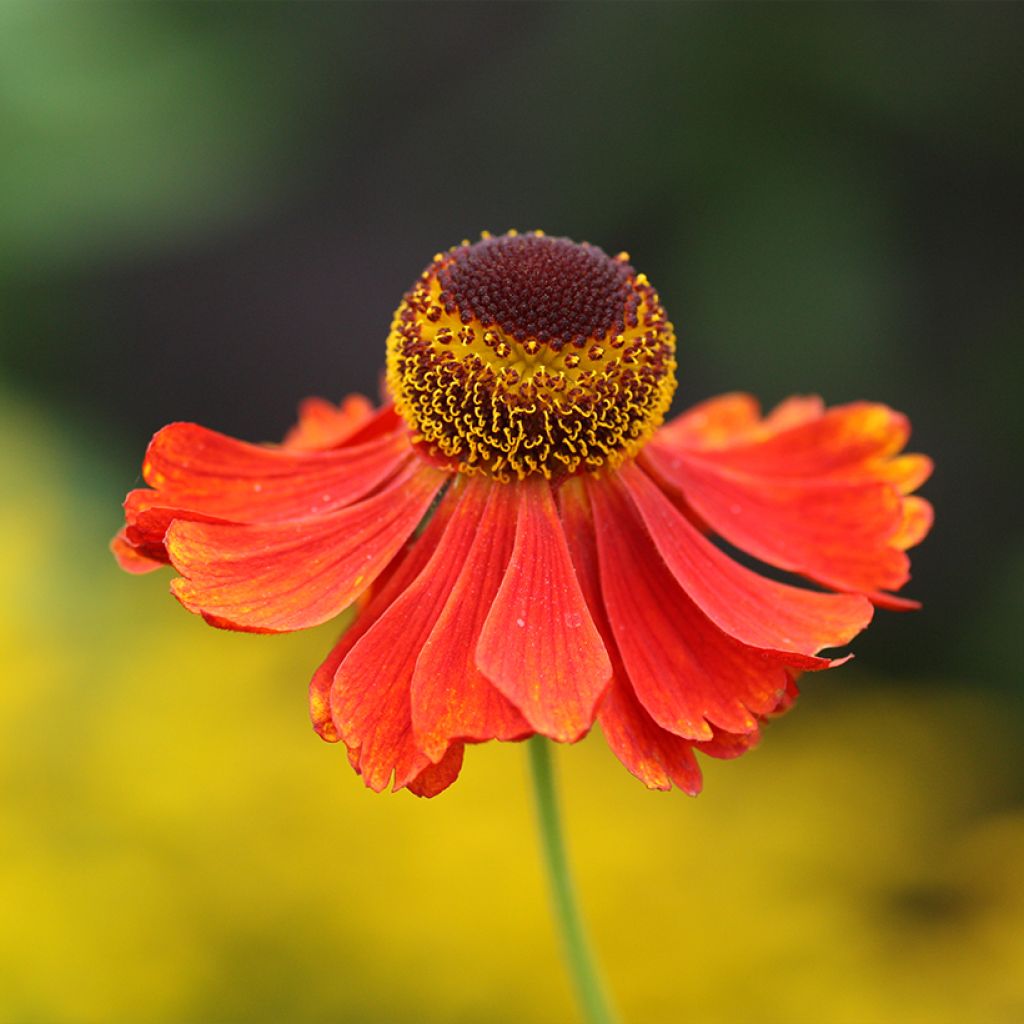 Helenium Moerheim Beauty - Zonnekruid