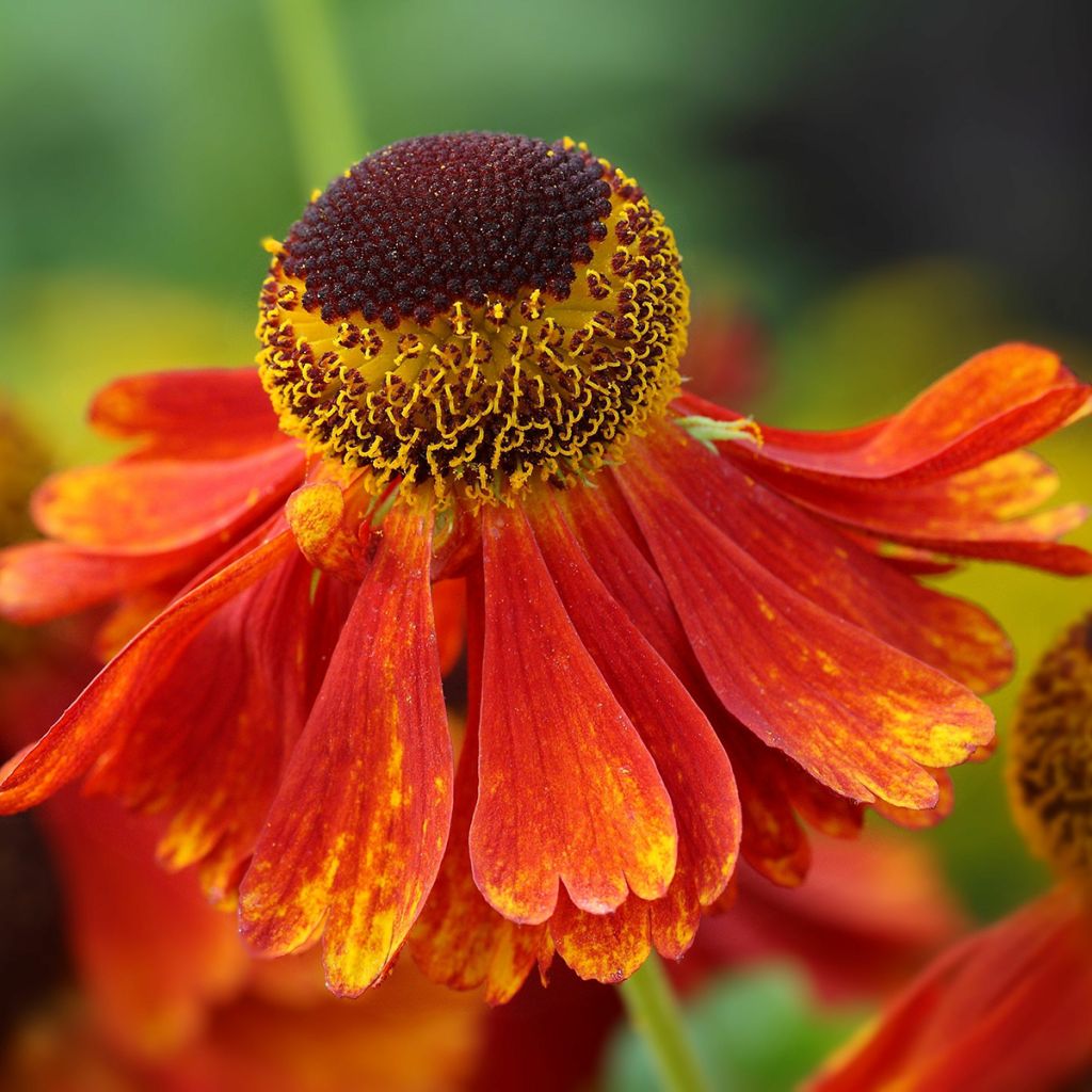 Helenium Moerheim Beauty - Zonnekruid