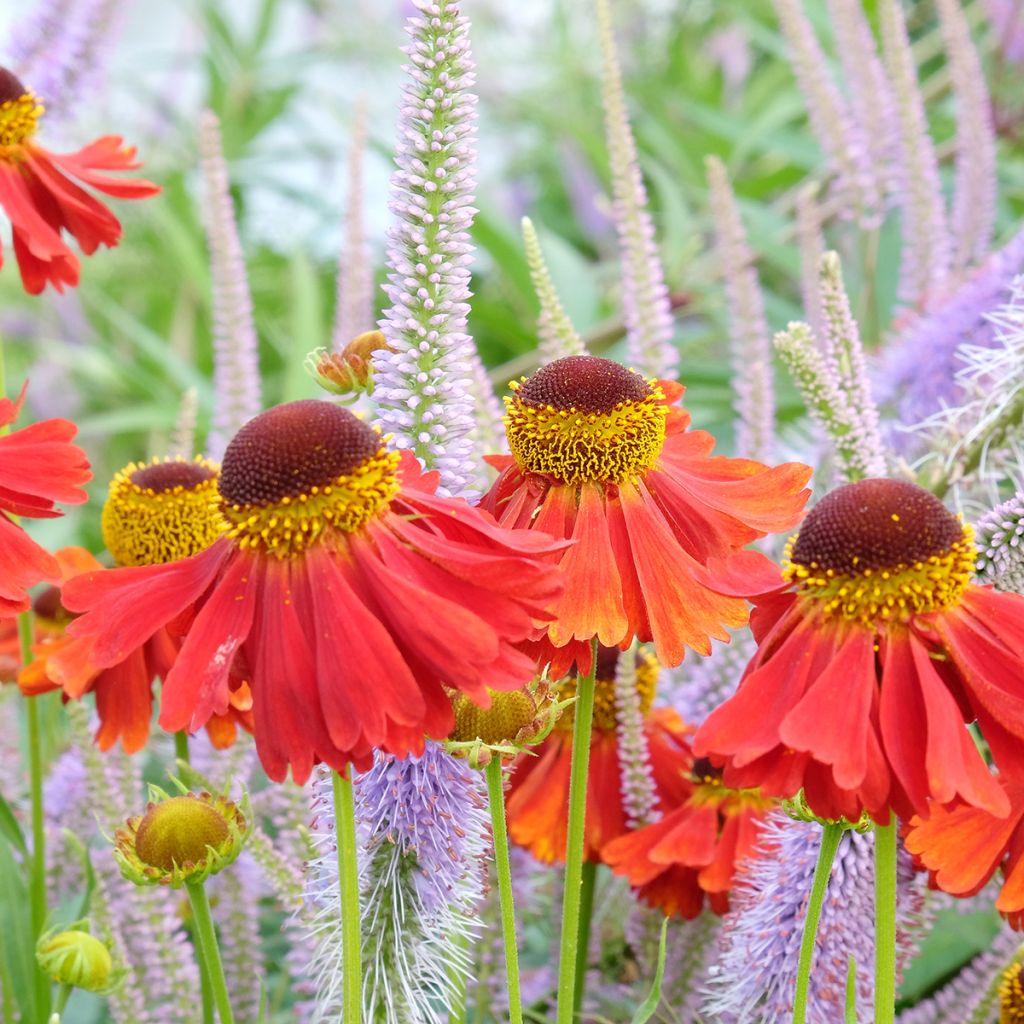 Helenium Moerheim Beauty - Zonnekruid