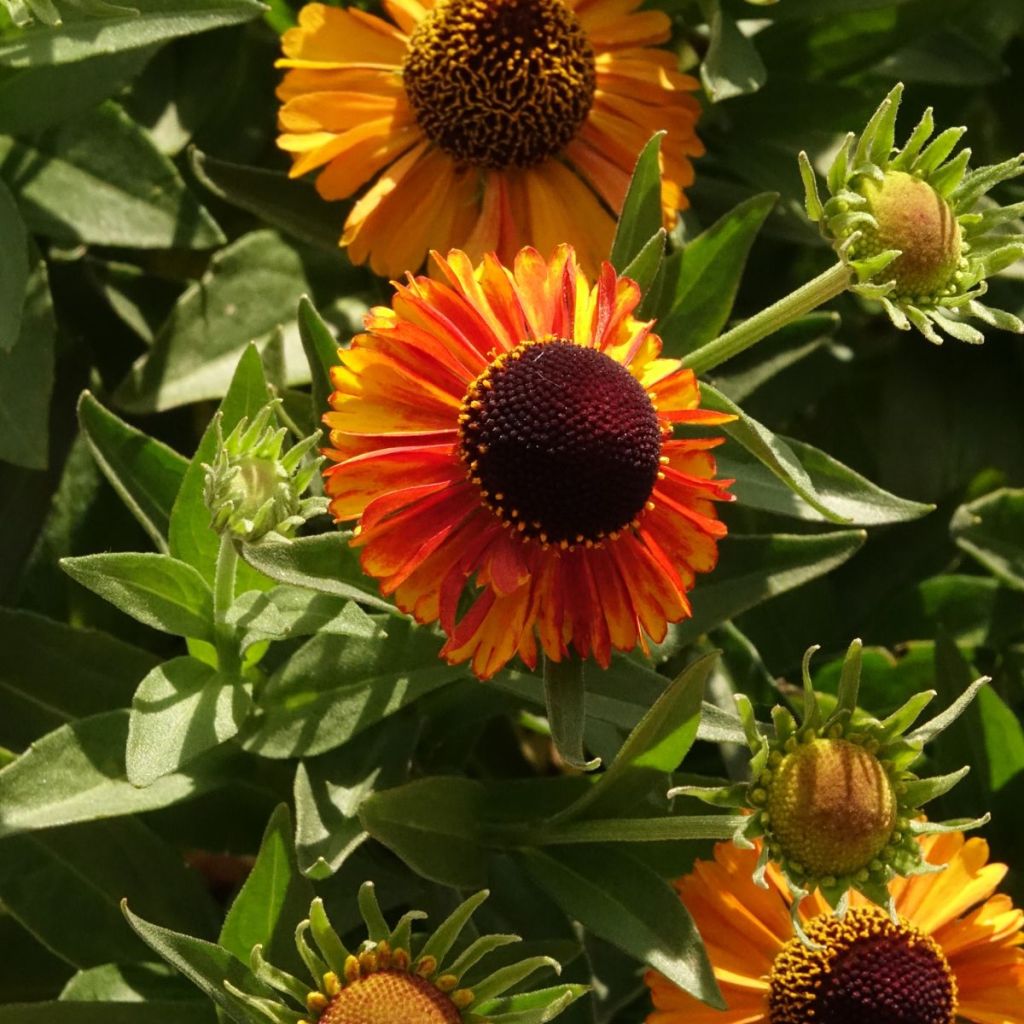 Helenium Short'n Sassy - Zonnekruid