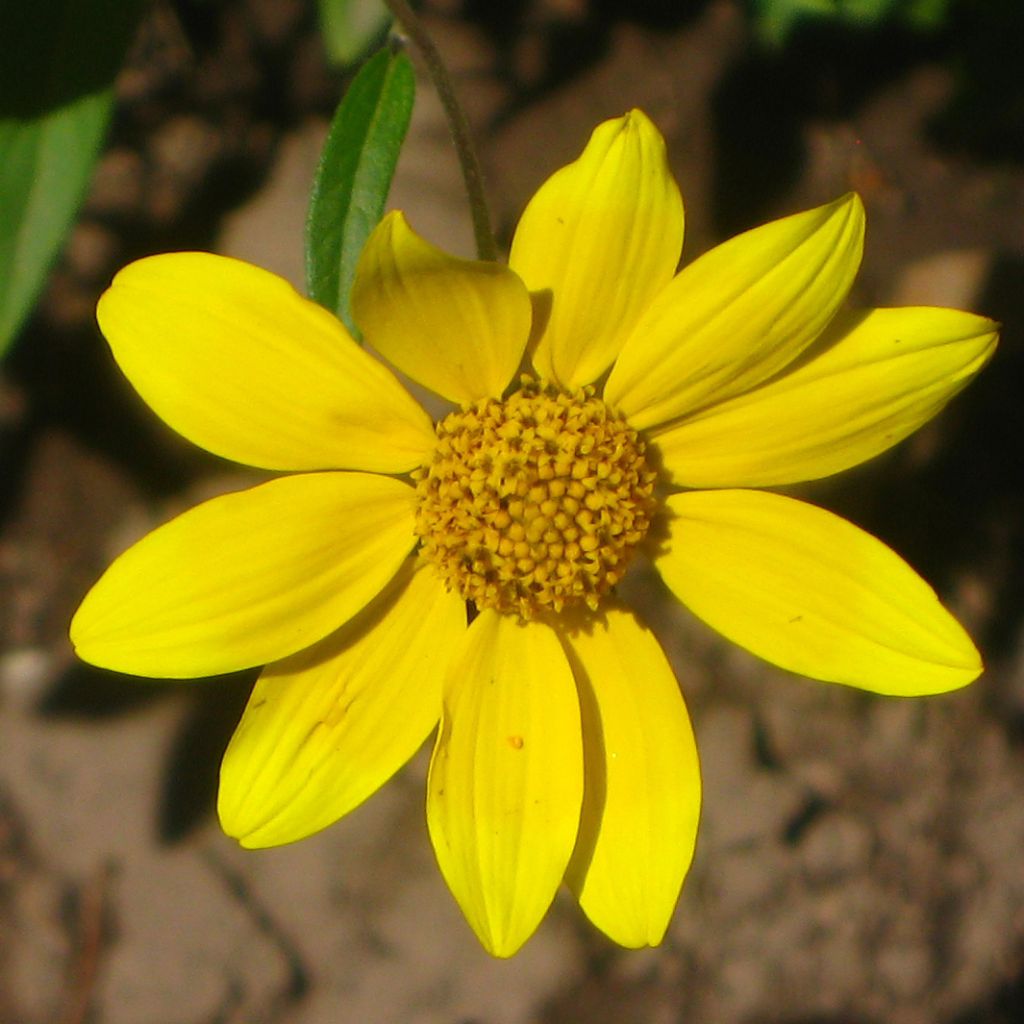 Helianthella quinquenervis - Petit tournesol à cinq nervures