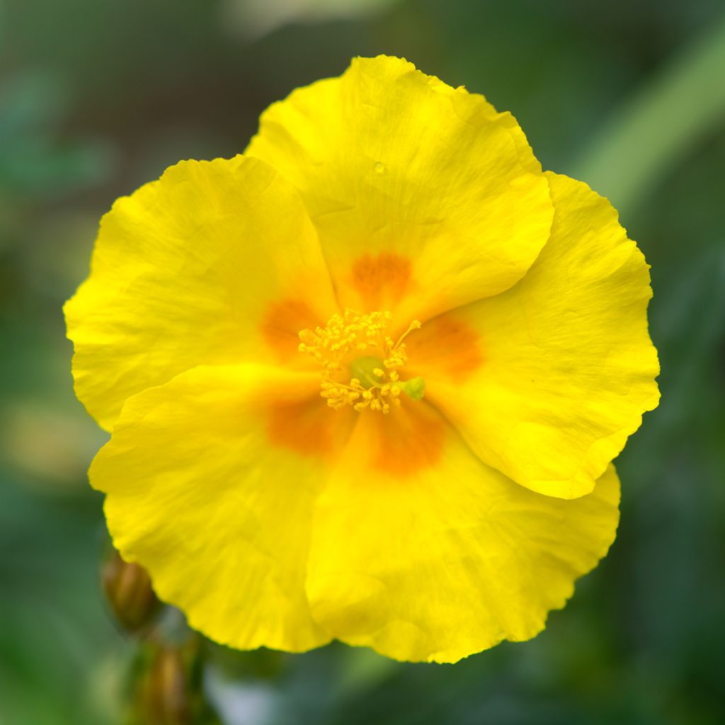 Helianthemum Ben Fhada - Zonneroosje