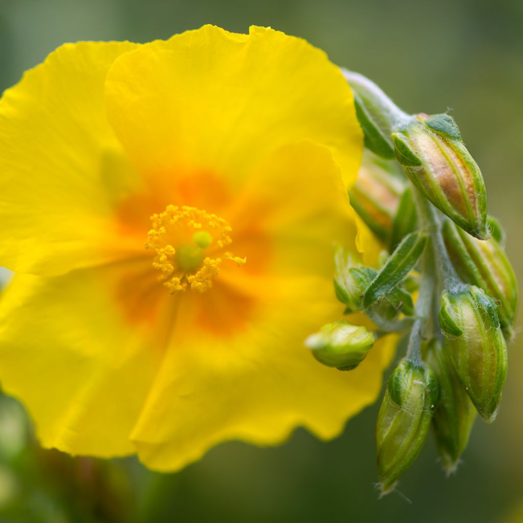 Helianthemum Ben Fhada - Zonneroosje