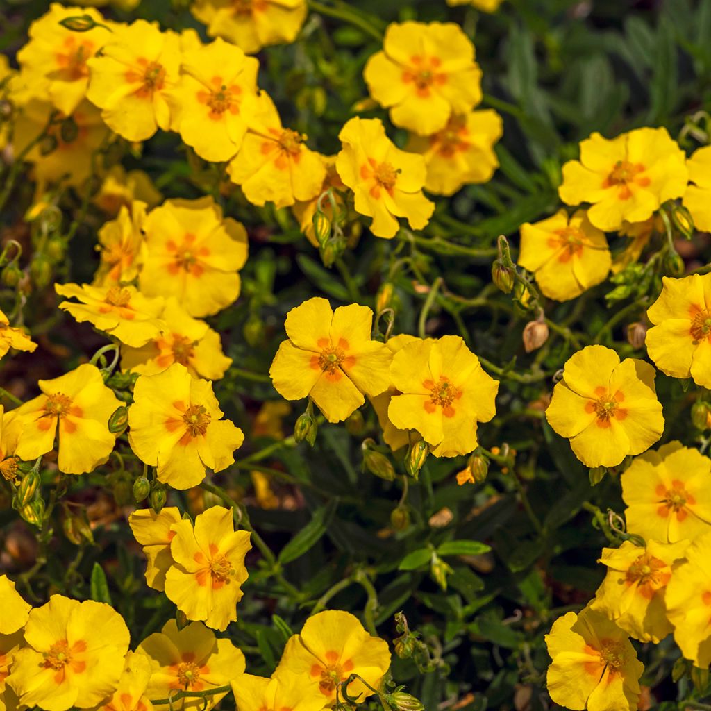 Helianthemum Ben Fhada - Zonneroosje