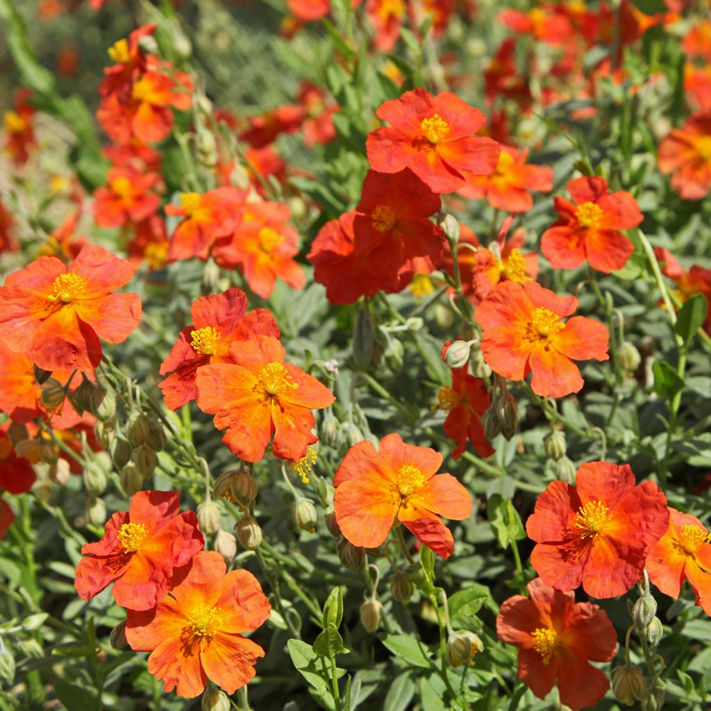 Helianthemum Fire Dragon - Zonneroosje