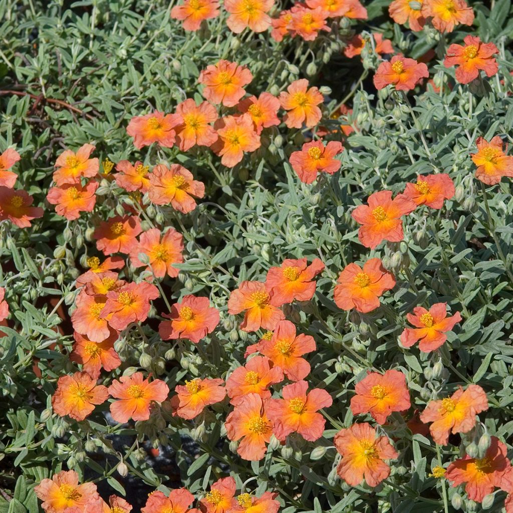 Helianthemum Fire Dragon - Zonneroosje