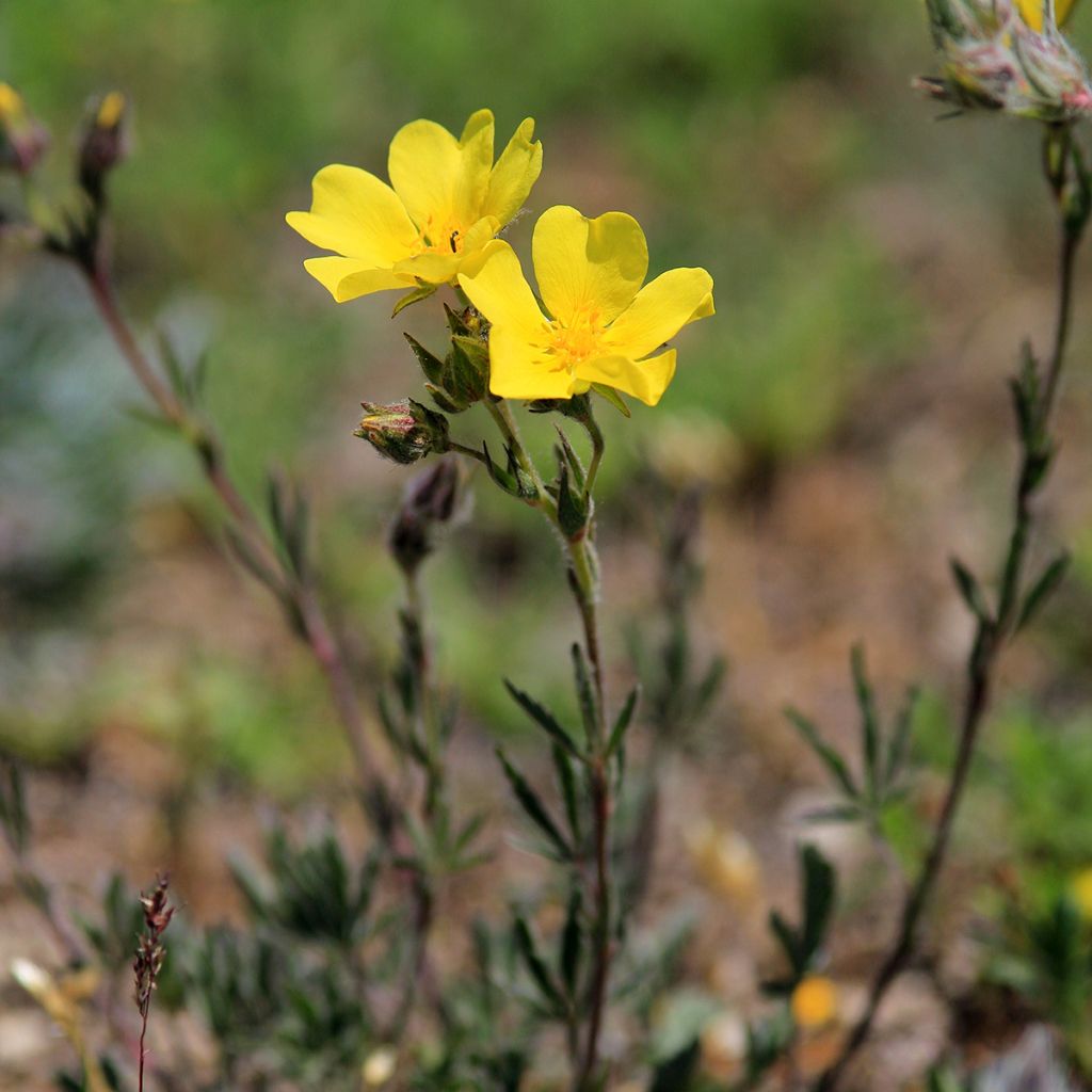 Helianthemum nummularium - Geel zonneroosje
