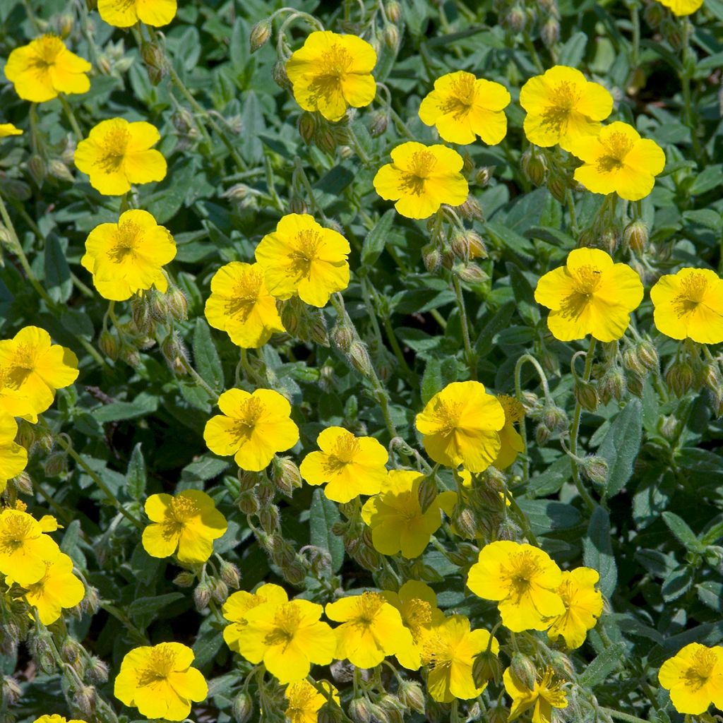 Helianthemum nummularium - Geel zonneroosje