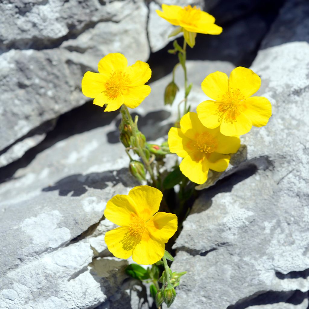 Helianthemum nummularium - Geel zonneroosje