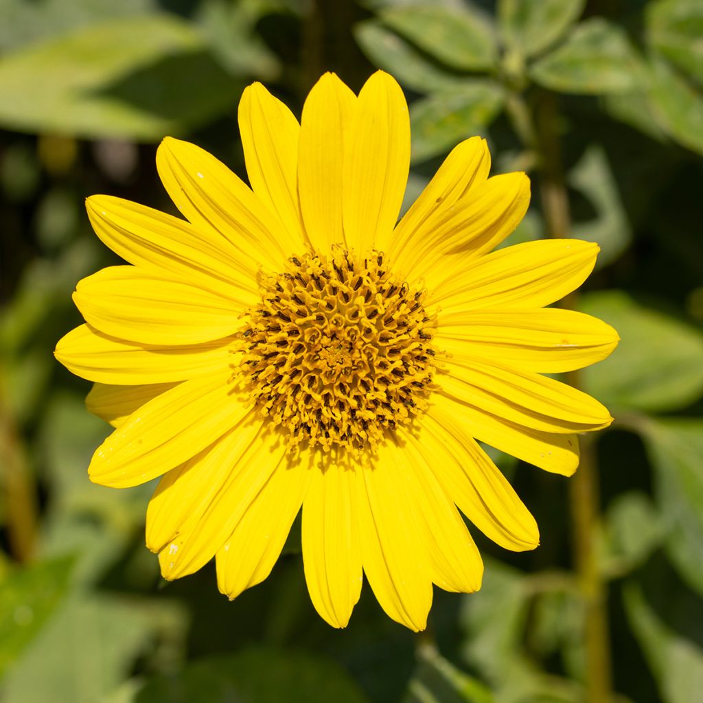 Helianthus decapetalus Capenoch Star - Vaste zonnebloem