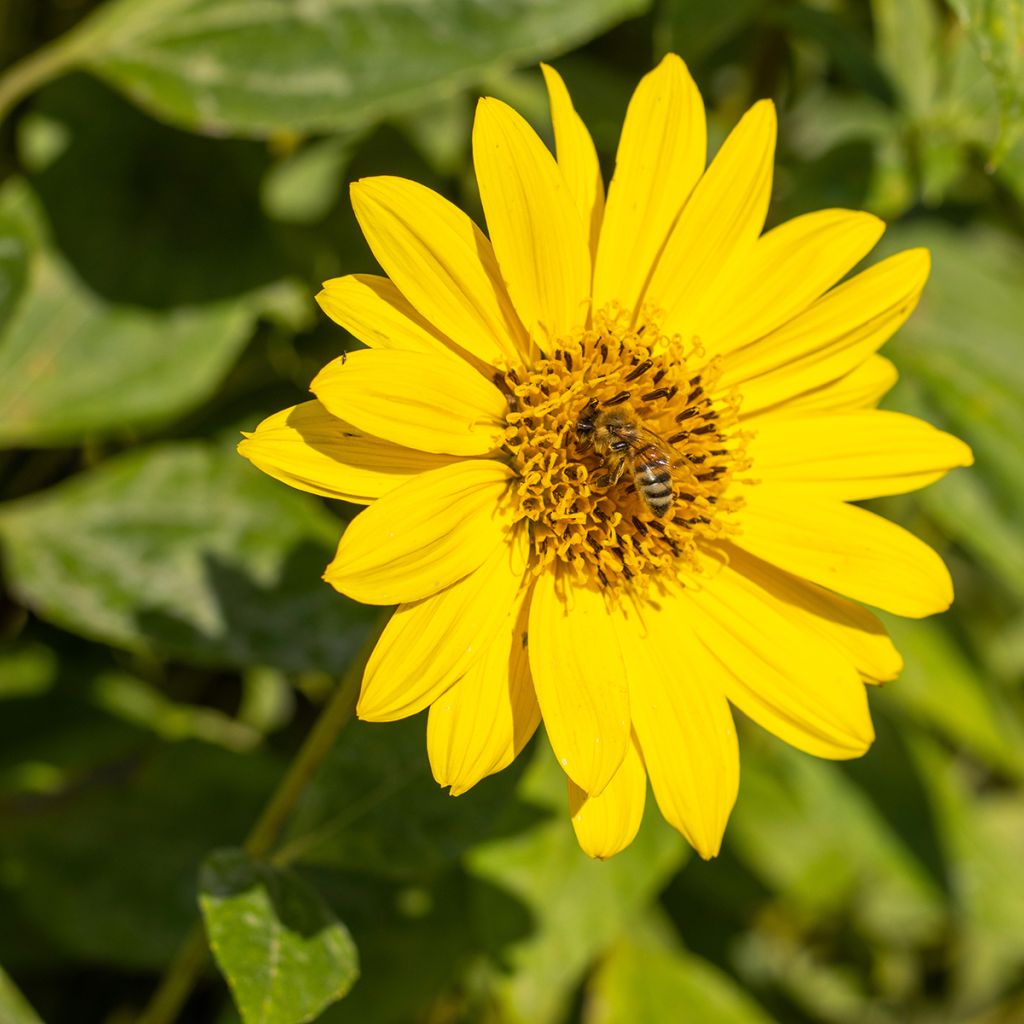 Helianthus decapetalus Capenoch Star - Vaste zonnebloem