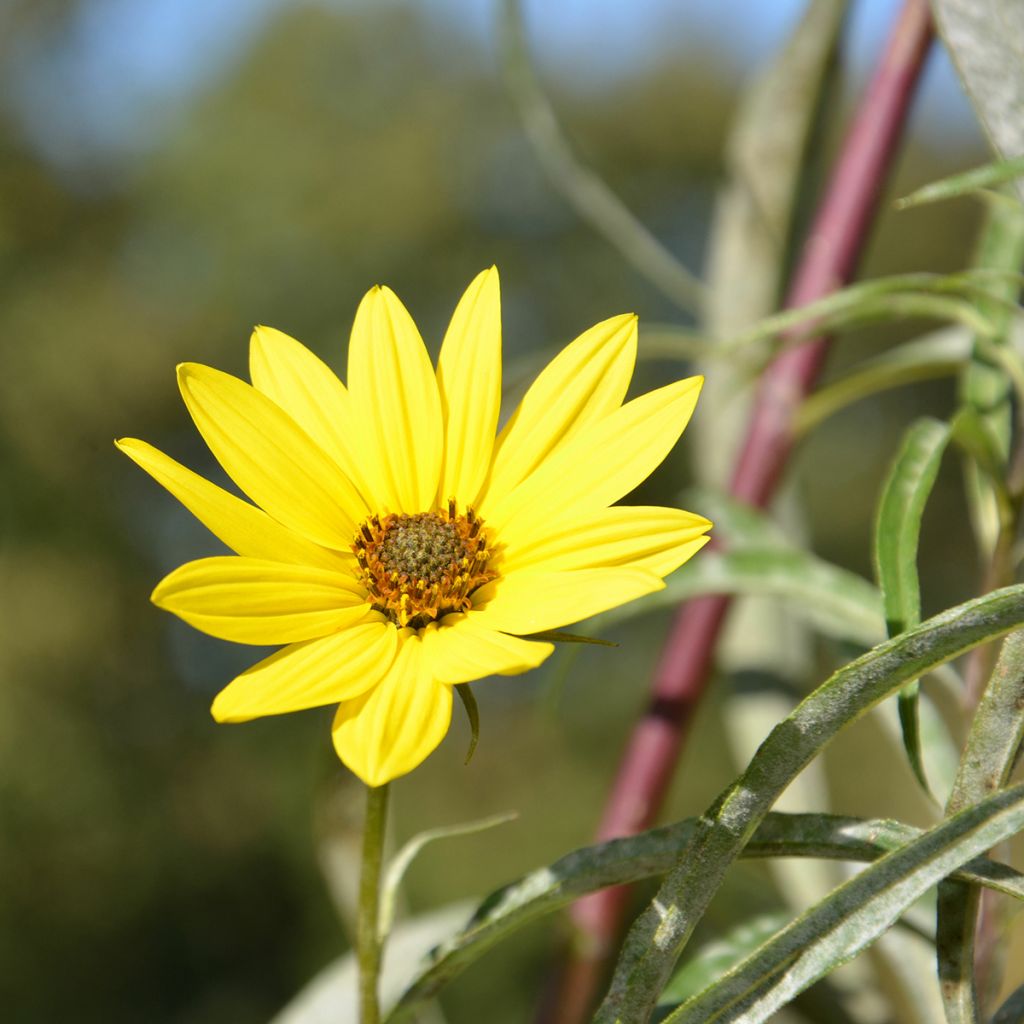 Helianthus Lemon Queen - Vaste zonnebloem