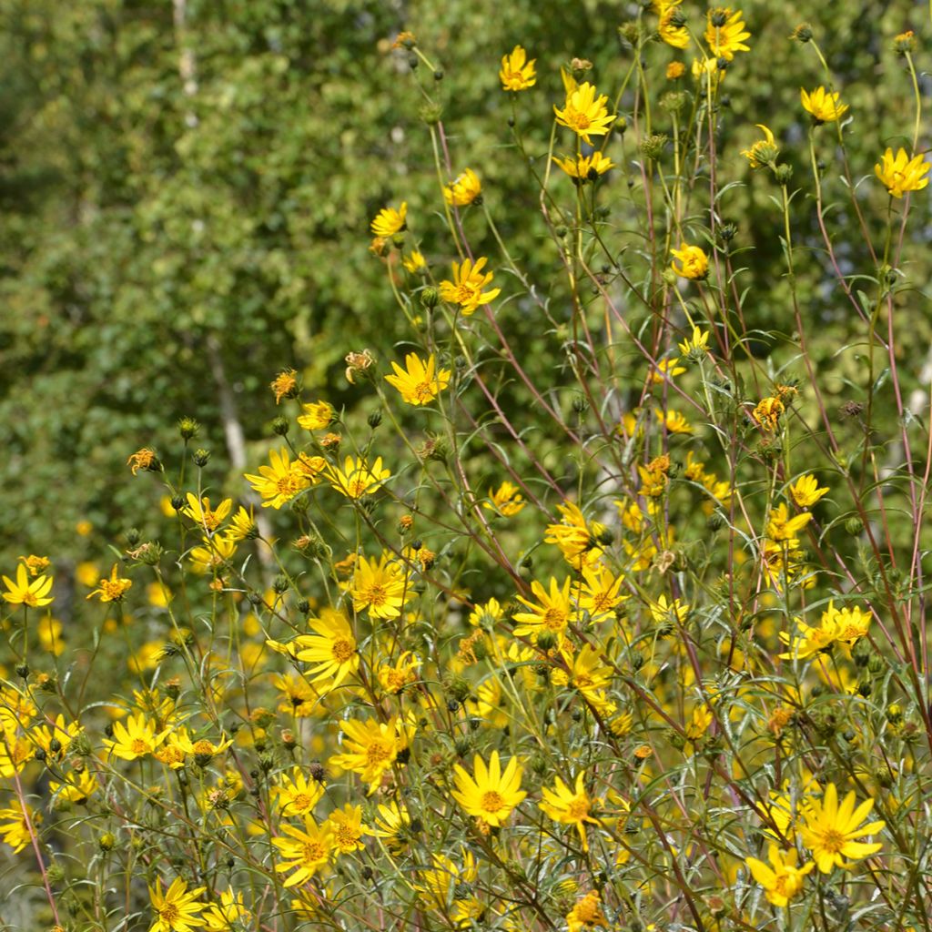 Helianthus Lemon Queen - Vaste zonnebloem