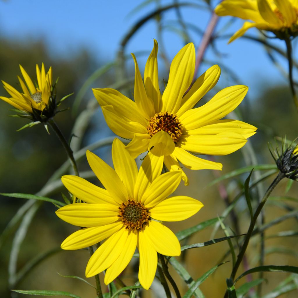 Helianthus Lemon Queen - Vaste zonnebloem