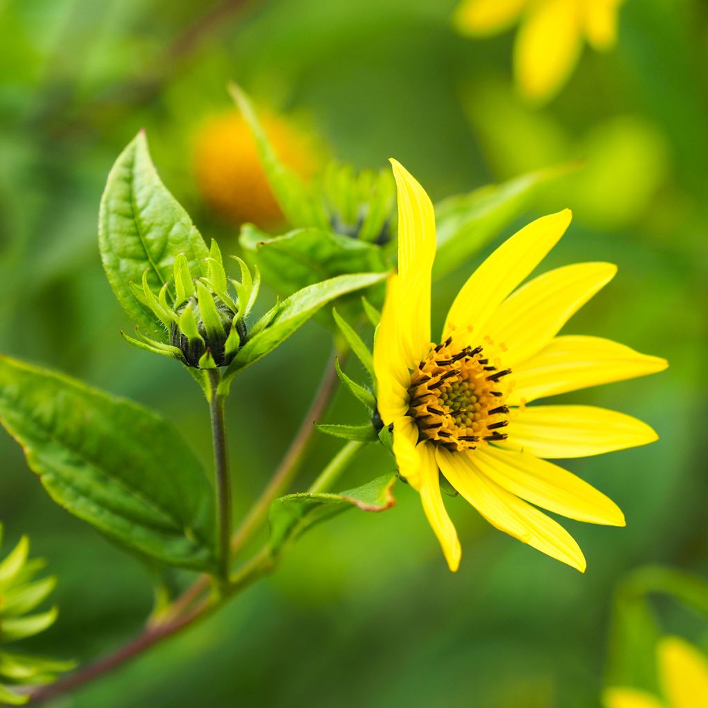 Helianthus Lemon Queen - Vaste zonnebloem