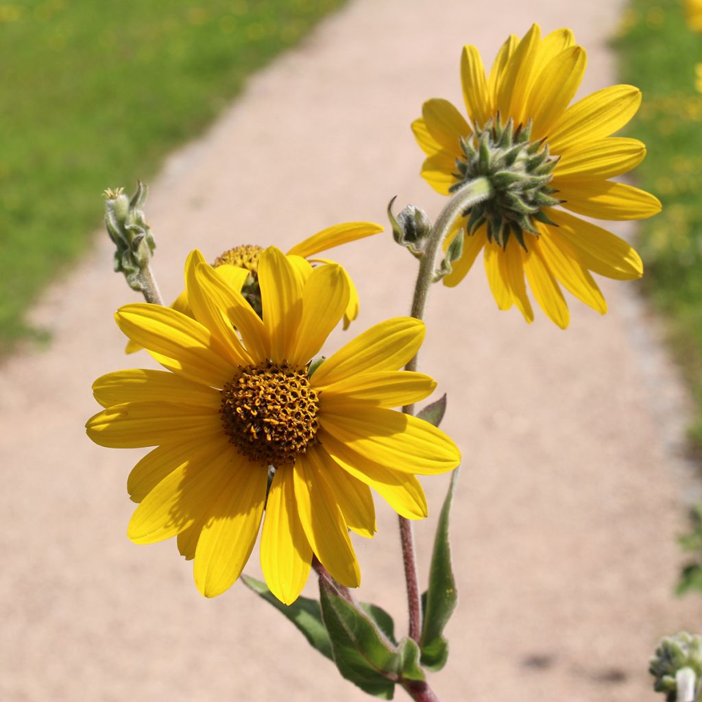 Helianthus mollis - Vaste zonnebloem