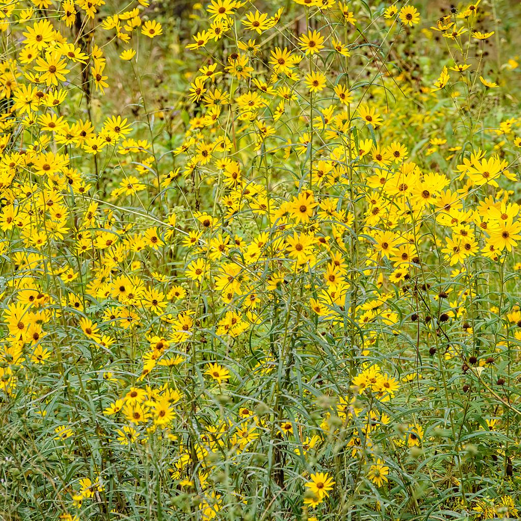 Helianthus salicifolius - Wilgebladzonnebloem