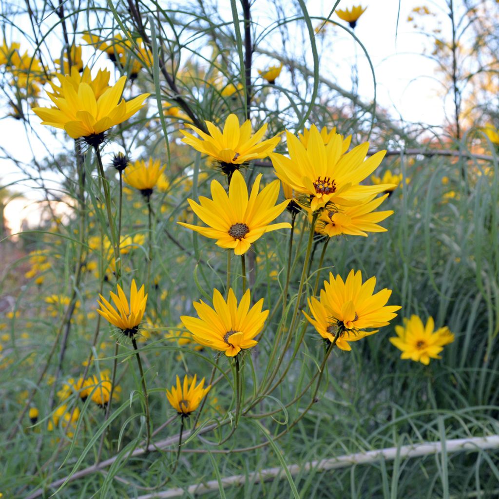 Helianthus salicifolius - Wilgebladzonnebloem