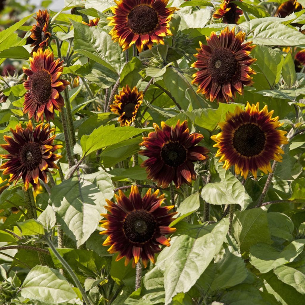 Zonnebloem Schock-o-Lat F1 (zaad) - Helianthus annuus