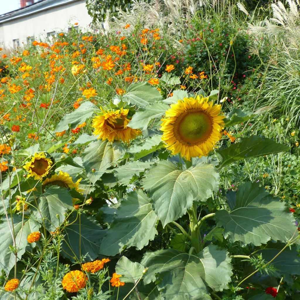 Zonnebloem Sunspot (zaad) - Helianthus annuus