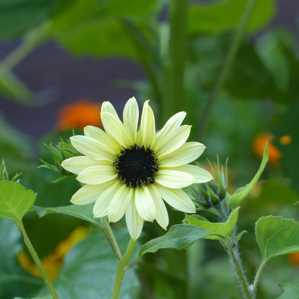 Zonnebloem Soluna Cream (zaad) - Helianthus annuus