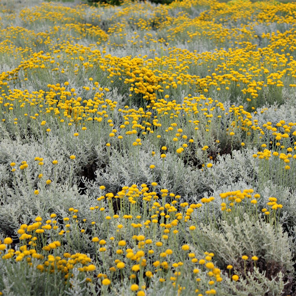 Helichrysum italicum Aladin - Kerrieplant