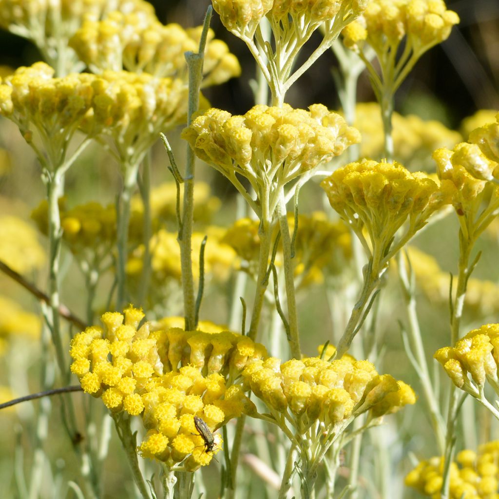 Kerrieplant - Helichrysum italicum