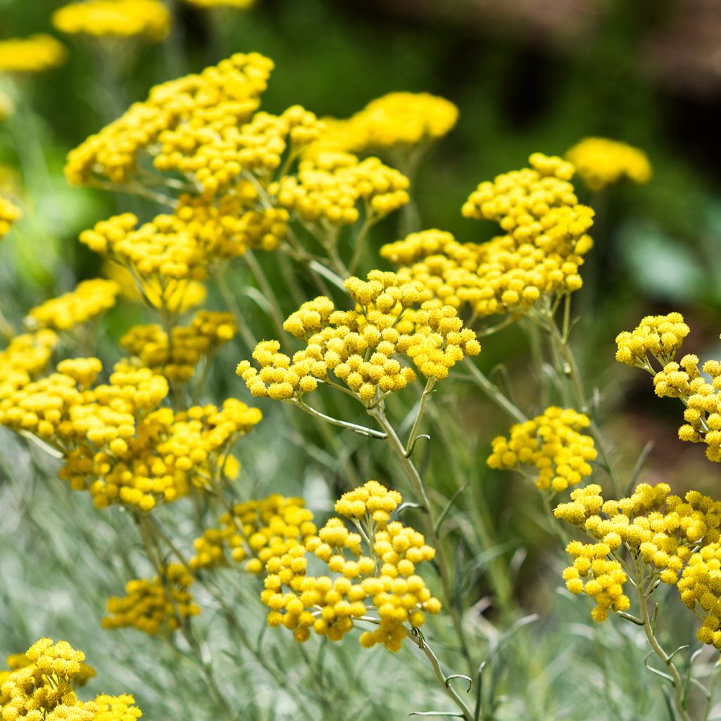 Helichrysum italicum - Kerrieplant