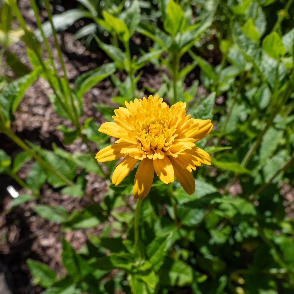 Heliopsis helianthoides Asahi - Zonneoog