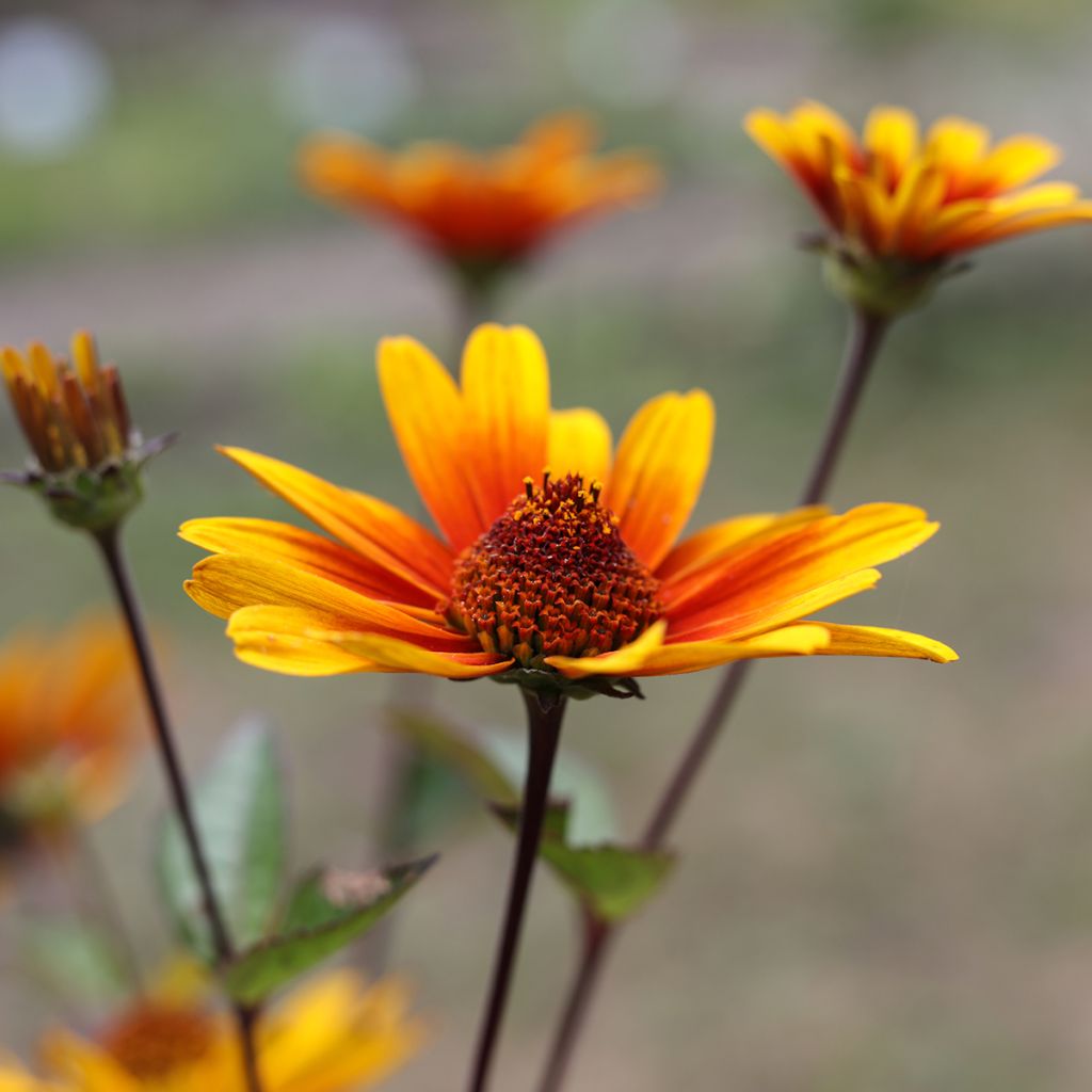 Heliopsis helianthoides Burning Hearts - Zonneoog