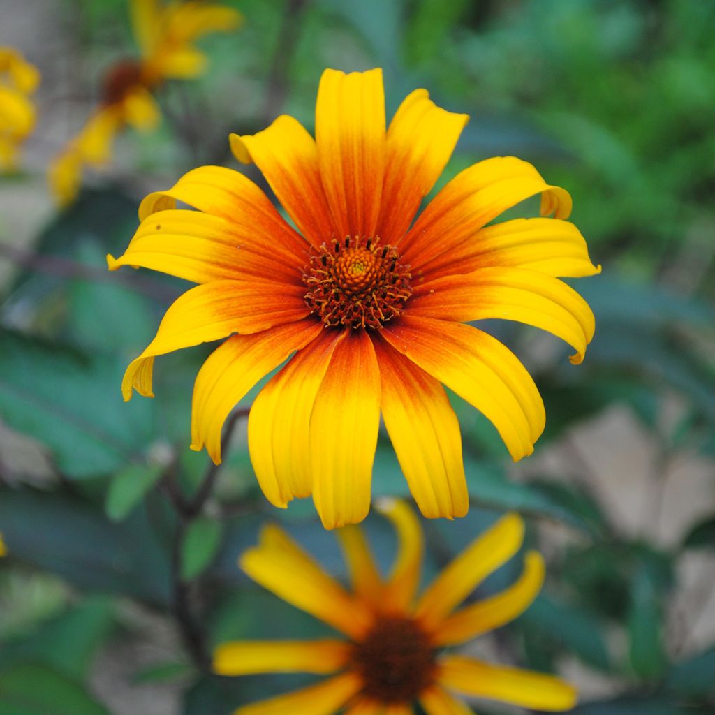 Heliopsis helianthoides Burning Hearts - Zonneoog