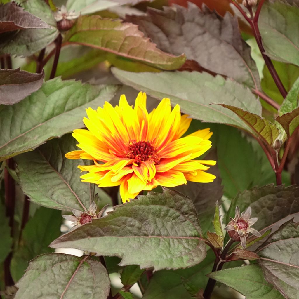 Heliopsis helianthoides Funky Spinner - Zonneoog