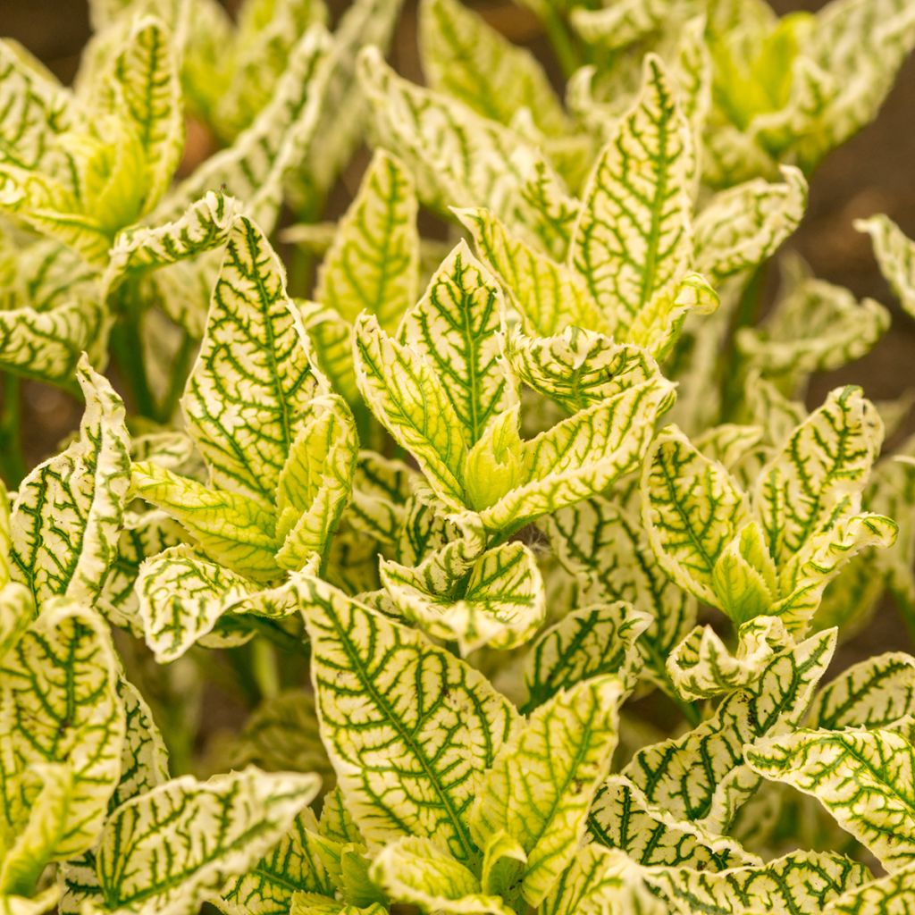 Heliopsis helianthoïdes Loraine Sunshine - Zonneoog
