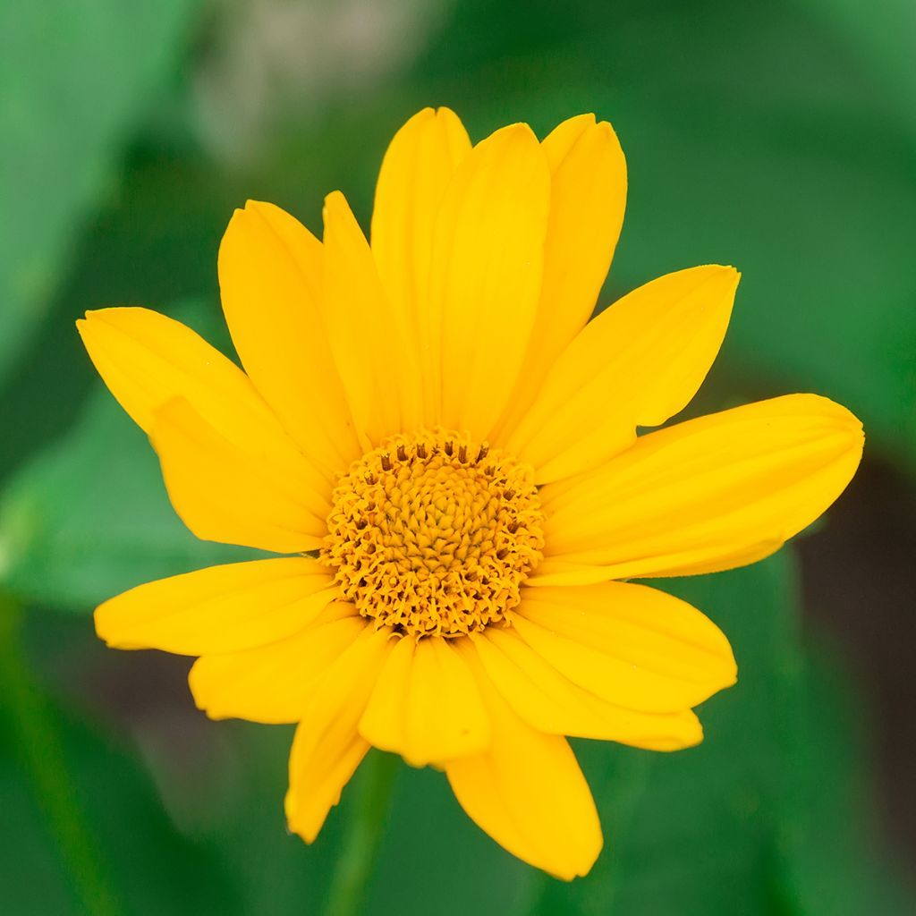Heliopsis helianthoides Tuscan Sun - Zonneoog