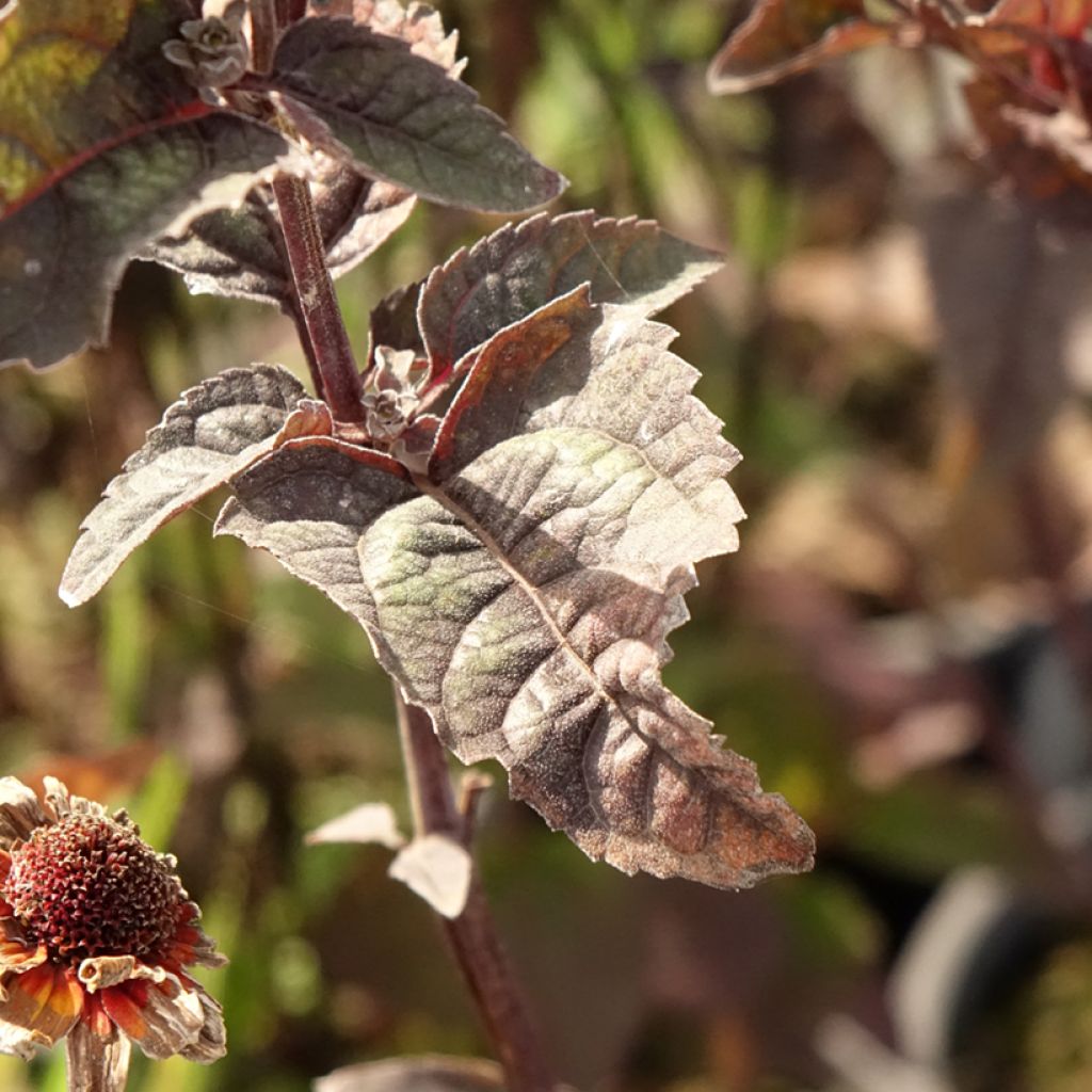 Heliopsis helianthoides var. scabra Fire Twister - Zonneoog