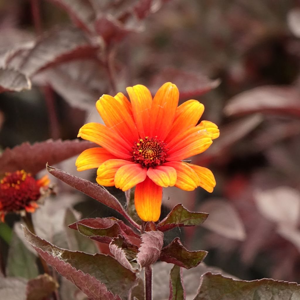 Heliopsis helianthoides var. scabra Fire Twister - Zonneoog