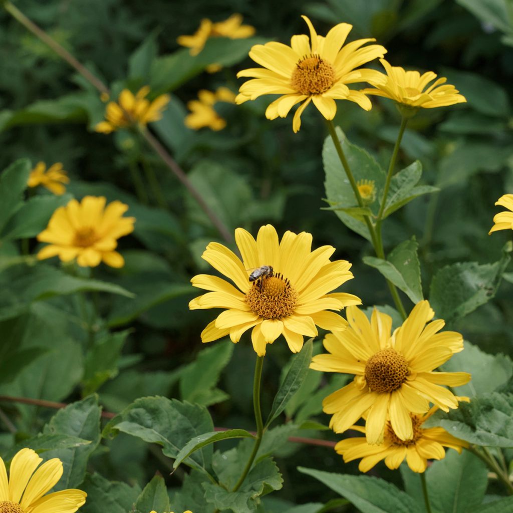 Heliopsis helianthoides var. scabra - Zonneoog