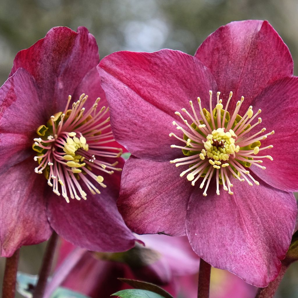 Helleborus glandorfensis Ice N' Roses Red - winterroos