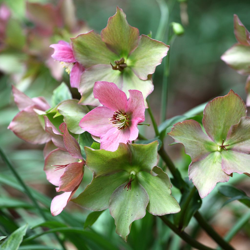 Helleborus Walhero - Nieskruid