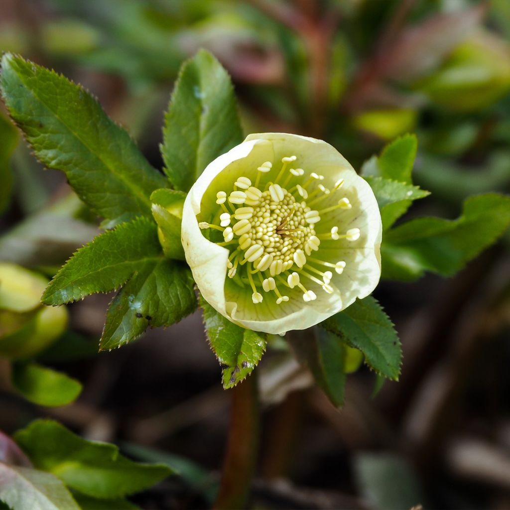 Hellébore hybridus Yellow Strain