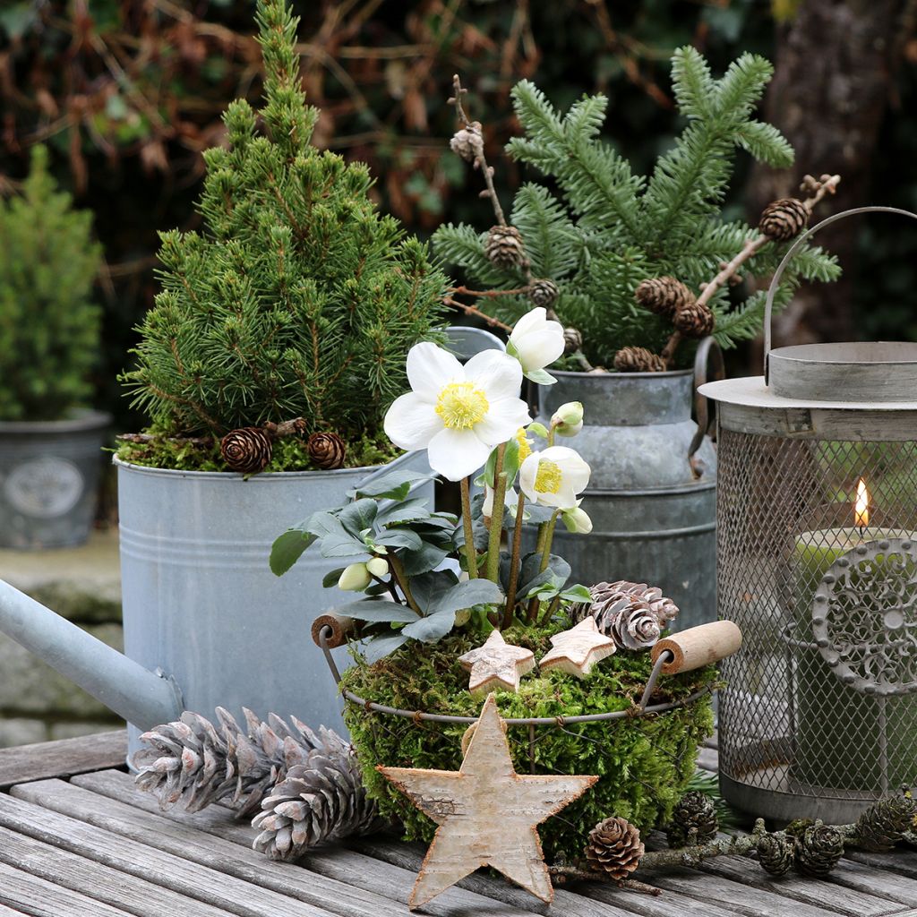 Kerstroos - Helleborus niger